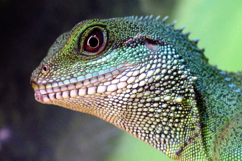 focus on foreground, portrait, crested, animal eye, looking, green color, scale, animals in the wild, side view, animal themes, close-up, tropical, nature