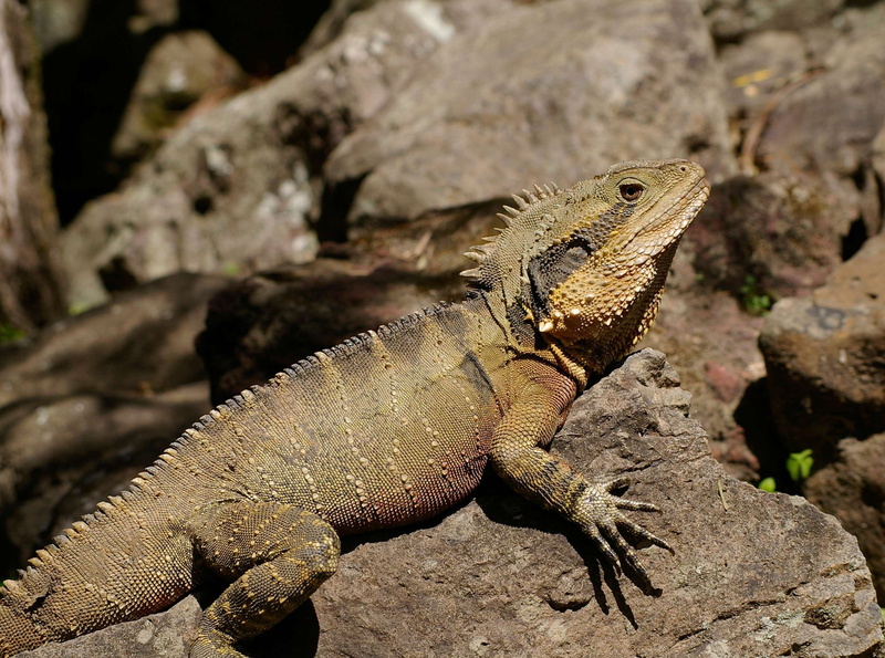 lizard, outdoors, species, nature, one animal, side view, vertebrate, brown, animals in the wild, australian water dragon, wildlife, wild, no people, tree