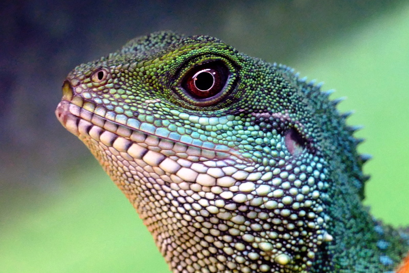 vertebrate, closeup, portrait, animal eye, green color, scaly, species, animal, profile view, animals in the wild, skin, nature, close, no people, fauna
