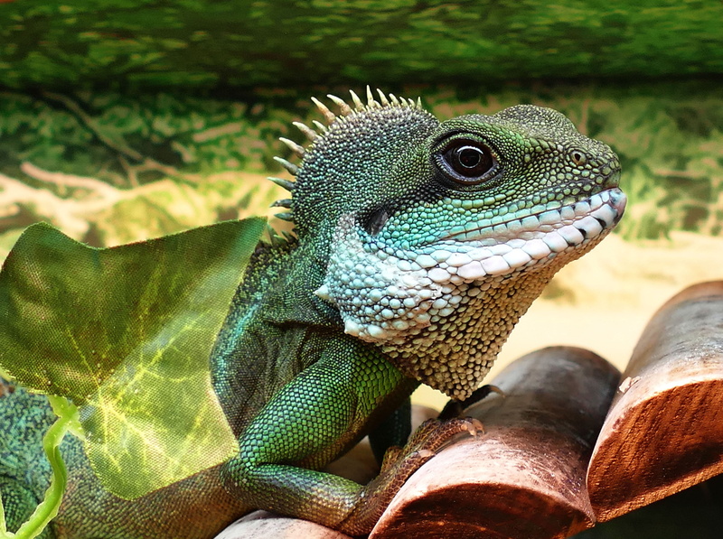 chinese, lizard, close-up, iguana, animals, green, animal eye, animal head, dragon, animal wildlife, brown, natural pattern, nature, male, scales, vertebrate