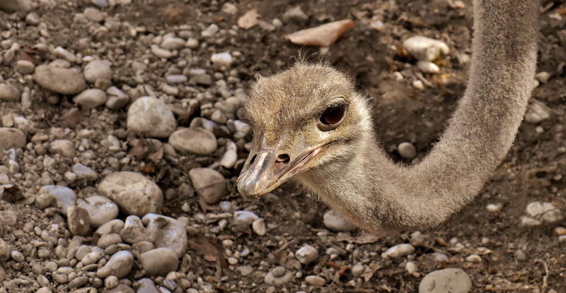ostrich, animal themes, beak, 2K, vertebrate, dirt, focus on foreground, head, wildlife photography, closeup, animal, animal wildlife, no people, day