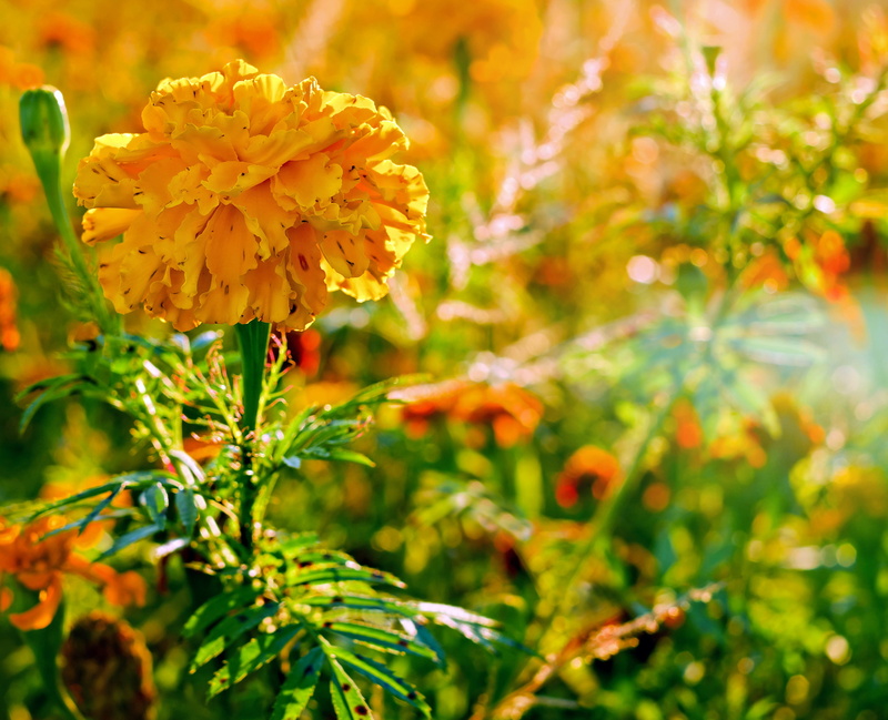 inflorescence, selective focus, sunlight, close, orange, green color, close-up, nature, field of flowers, beauty in nature, blossom, macro, day, plant