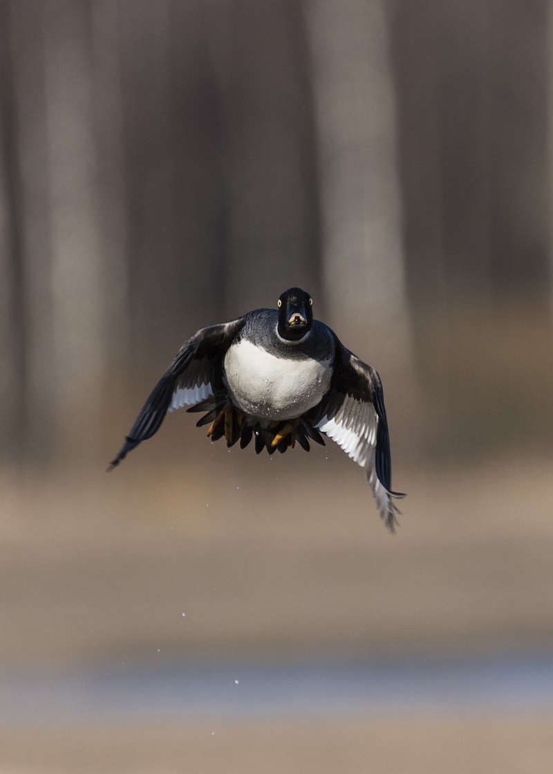 duck, spread wings, vertebrate, goldeneye, selective focus, no people, black color, animal themes, day, nature, bird, s bird, animal, 2K, black, flying