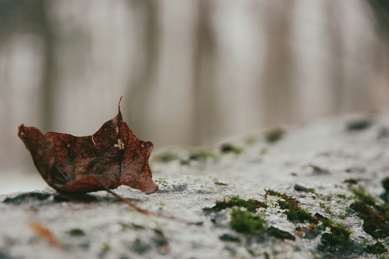 surface level, agaric, 2K, poultry, change, moss, blue jay, chicken, ground, plant, selective, selective focus, dried, no people, outdoors, winter, fungus