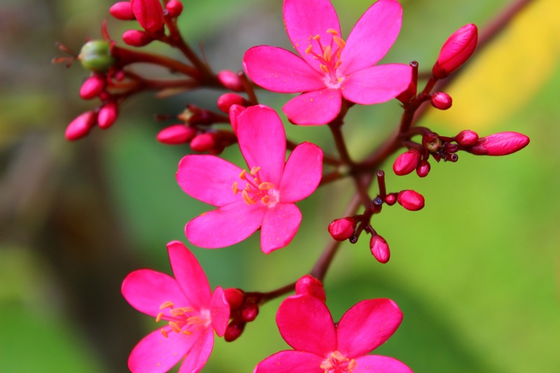 petal, nature, day, flower, flowering plant, tree, bud, plant, vulnerability, photograph, close-up, beauty in nature, freshness, photograhpy, flora, fragility
