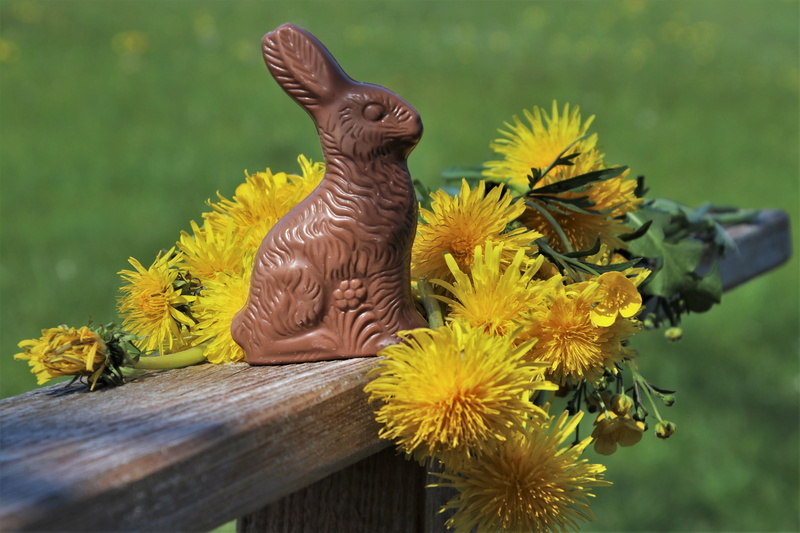 green, spring, one, ears, focus on foreground, bird, no people, eat, chocolate, proud, animal, flower, easter decorations, flower head, outdoors, easter