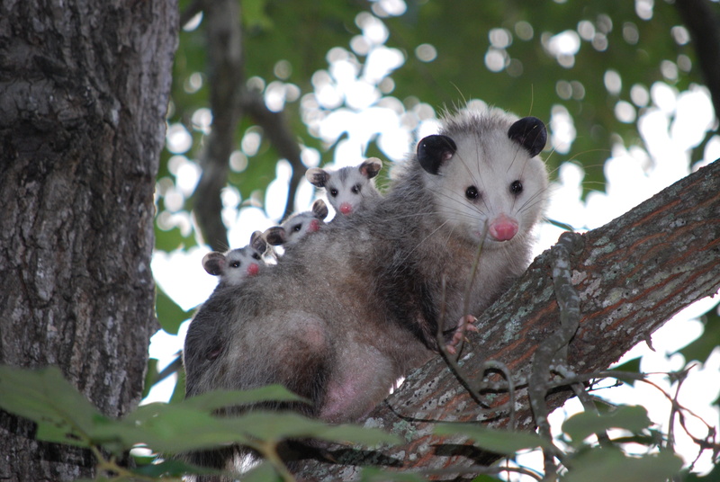 family, tree, 4K, care, cubs, possum