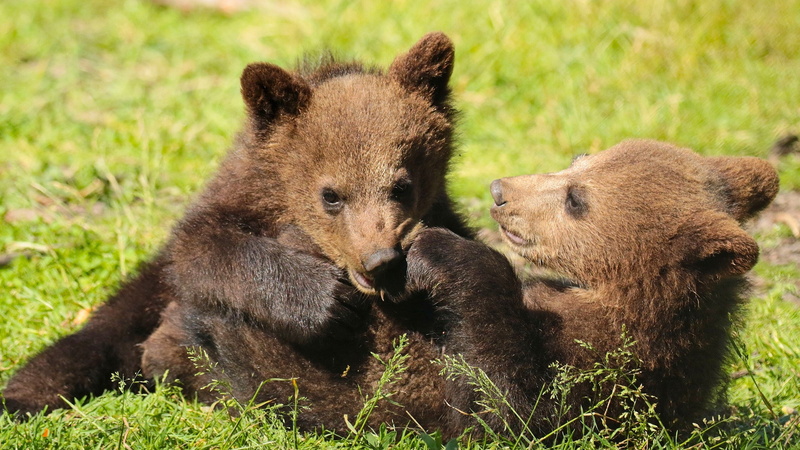 togetherness, mammal, outdoors, bear, animal themes, brown, young animal, group of animals, 2K, care bears, day, animals in the wild, grass, animal, animal family
