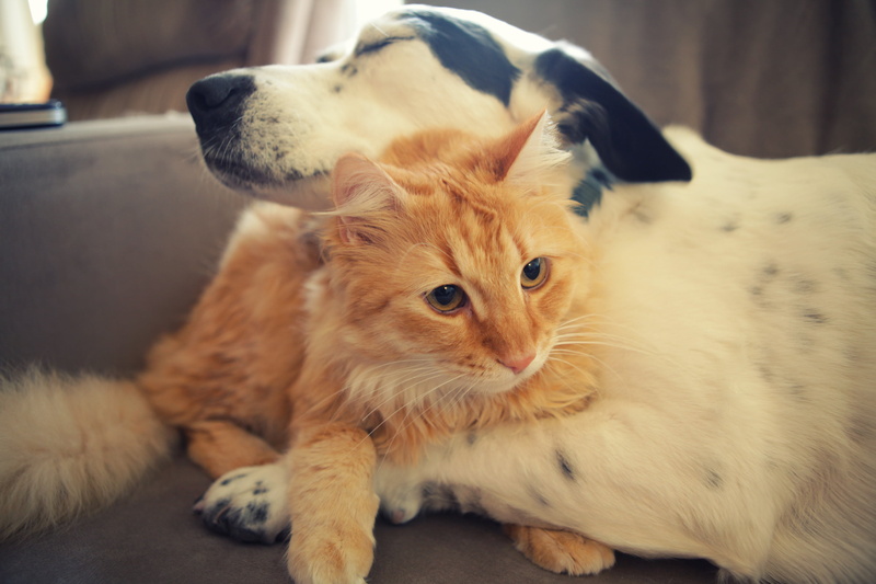 brown, cute, cat, ginger Cat, young Animal, hugs, caring, feline, kitten, animal, animal themes, lying Down, playful, home interior, portrait, domestic Cat