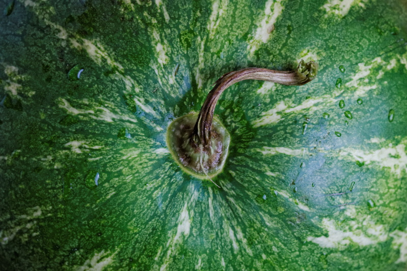 animal, food and drink, fruit, day, water, green color, healthy eating, one animal, watermelon, plant, close-up, high angle view, nature, leaf, growth