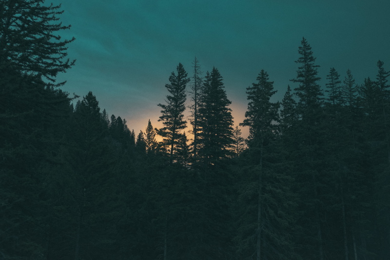plant, pink, mountain, 4K, beauty In Nature, sky, land, no People, pine Tree, silhouette, scenics - nature, cyan, golden, sunset, non-urban scene, tree