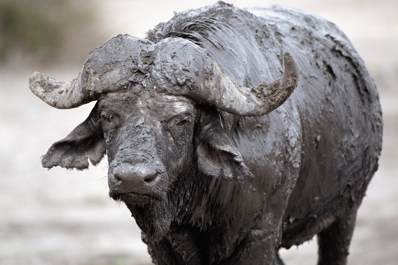 no people, outdoors, animal themes, cooling, asia, vertebrate, black, animals In The Wild, animal, animal wildlife, buffalo, thailand, safari Animals, mammal