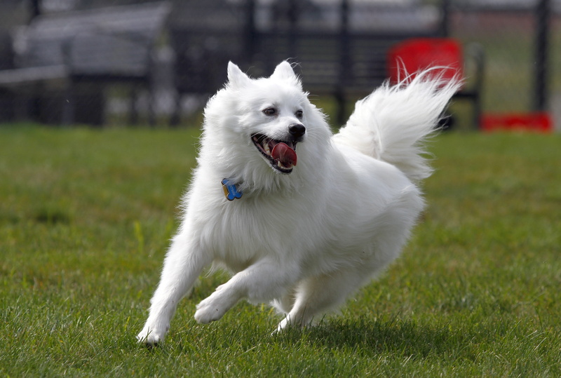plant, mouth, canine, animal mouth, american eskimo, pet, vertebrate, animal themes, day, one animal, animal, nature, no people, white color, cute, mammal