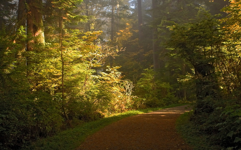 mist, growth, leaf, non-urban scene, sunlight, tranquil scene, land, path, tranquility, beauty in nature, outdoors, woodland, forest, green color, nature
