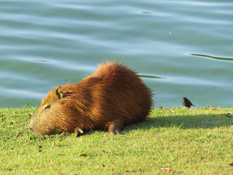 brown, outdoors, day, wilderness, Capybara, wild, vertebrate, side view, mammal, environment, water, Lake, animals in the wild, zoology, plant, 1080P