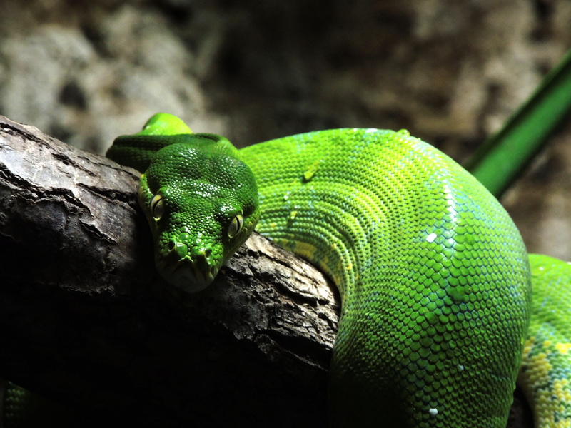 animal themes, green snake, nature, animals in the wild, close-up, Snake, reptile, animal head, scale, Green Tree Python, animal, green color, no people