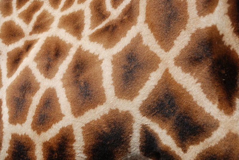 patterns, natural pattern, animal themes, africa, vertebrate, wild, animal skin, cloth, brown, close-up, skin, giraffe, animals in the wild, animal body part