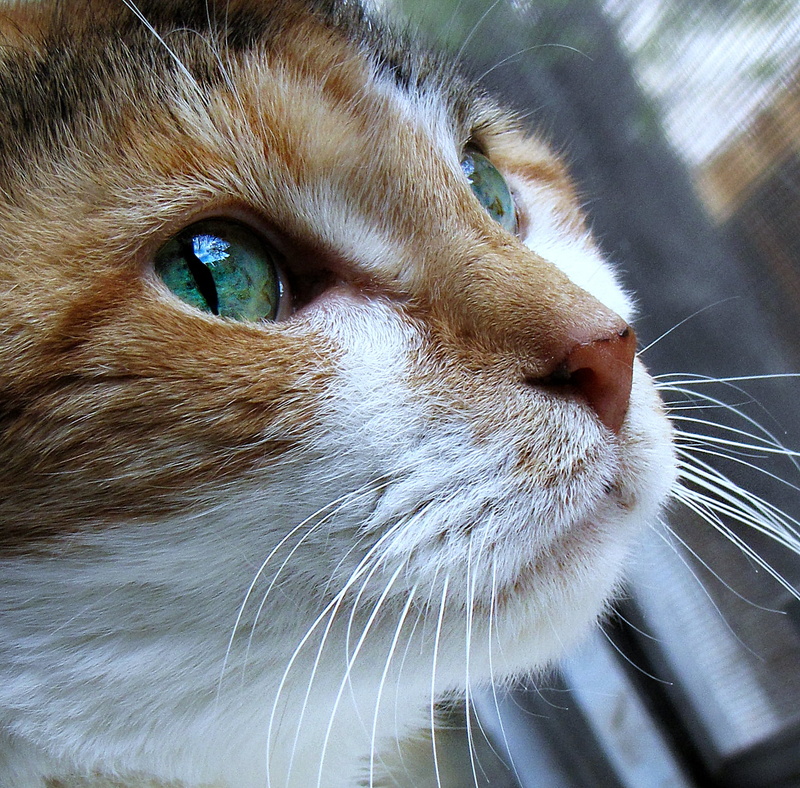 Remembering, 720P, cute, domestic Cat, nwhite, cat  cat, pets, nature, fur, looking, Happy, outdoors, animal, Stevie Nicks, brown, short, mammal, calico