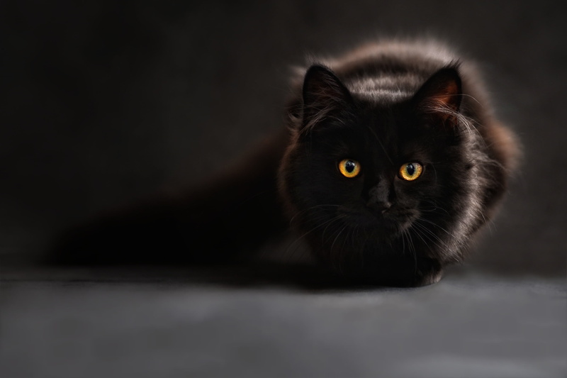 black cat, indoors, animal body part, back light, short, mammal, studio shot, cute, kitten, portrait, photography, cats eyes, yellow eyes, 2K, black color