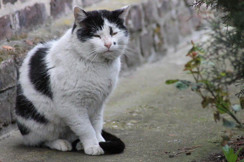 contemplation, feline, vertebrate, Pet, fur, 2K, animal themes, pets, domestic cat, a normal cat, Kitten, Tomcat, look, charming, focus on foreground