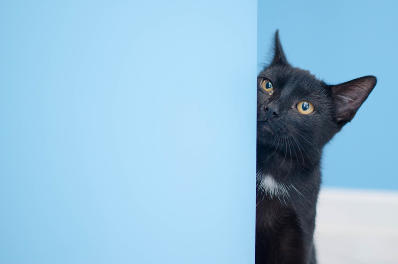 blue, domestic, whisker, animal, close-up, animal head, mammal, domestic animals, 4K, domestic cat, wall - building feature, animal eye, copy space, animal themes