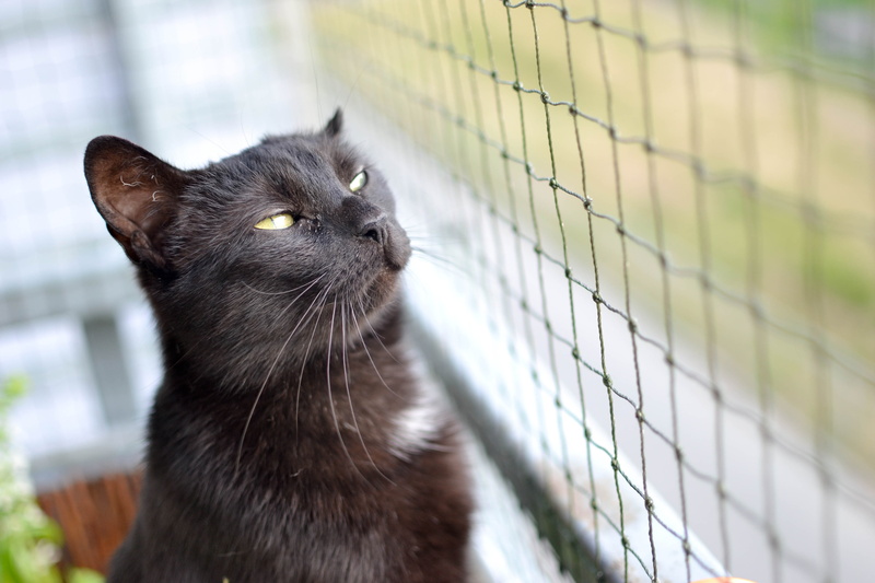 one animal, black cat, whisker, cage, 4K, barrier, animal themes, pets, the grid, cat safe, looking, fence, animal eye, domestic animals, no people, selective focus