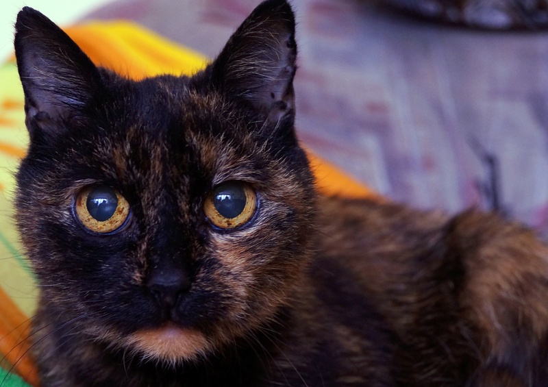 relaxation, focus on foreground, no people, animal head, domestic animals, dachowce, charming, one animal, looking at camera, pets, animal eye, animal body part