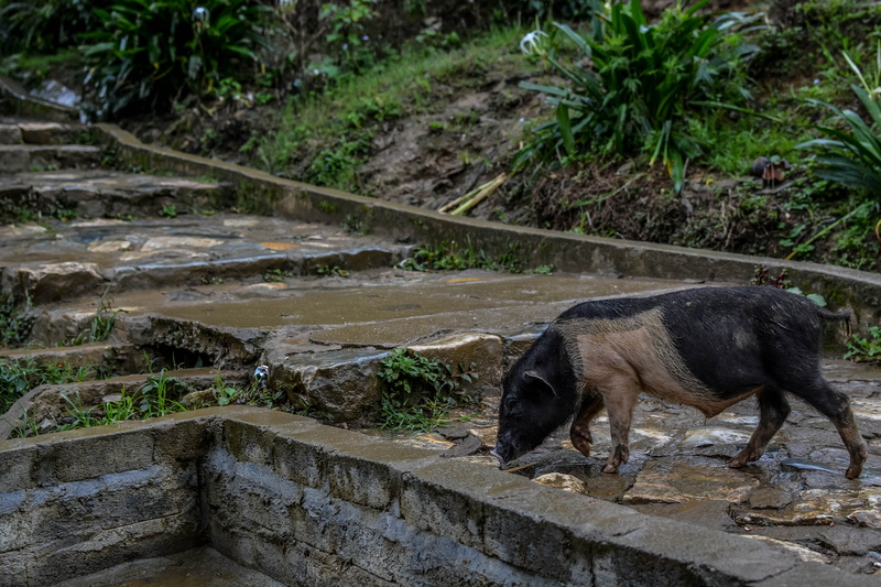 animal themes, nature, mammal, herbivorous, domestic animals, day, high angle view, plant, pig, pets, side view, natural, walking, animal wildlife, animals in the wild