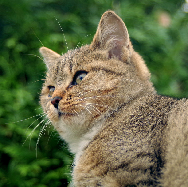 portrait, 2K, cat, domestic cat, look, eye, animal themes, one animal, fur, looking for, nature, profile view, domestic, sight, pets, a normal cat, no people