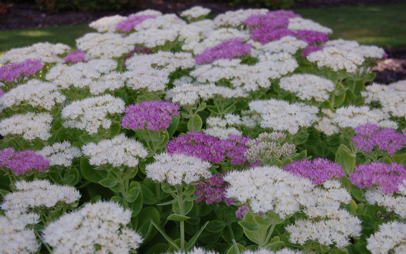 fragility, plant, purple, no people, petal, september, softness, white color, close-up, park, sunlight, flower, time, vulnerability, inflorescence, flower head