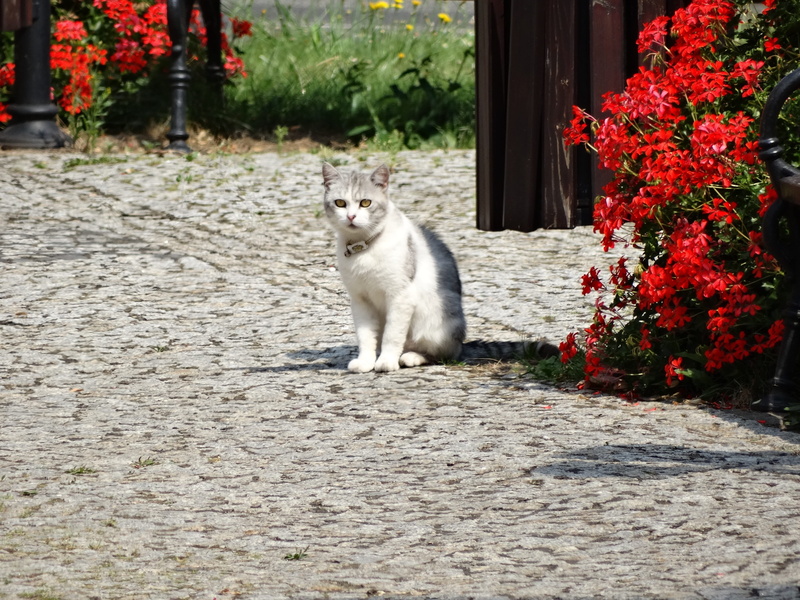 animals, cat, mammal, whisker, flowering plant, domestic cat, vertebrate, plant, one animal, domestic animals, nature, 2K, a normal cat, charming, feline