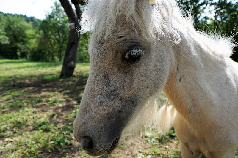 strong, relax, land, hairdresser, hof, mold, relaxation, mammal, enjoy, domestic, farm, pasture, young, stall, pretty, herbivorous, tree, ps, summer, rasta