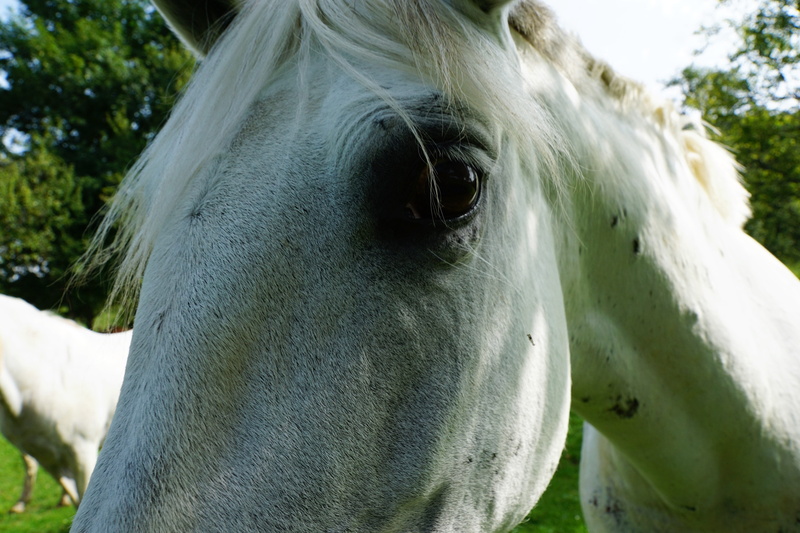 mane, green, fly, vertebrate, no people, spring, old, body, horses, animal mouth, young, horse, autumn, mammal, grass, herbivorous, animal, ps, agriculture