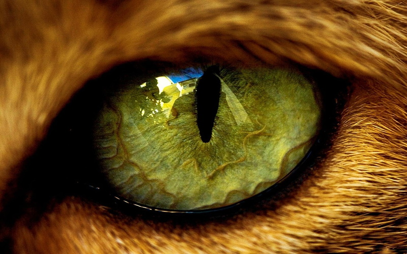 animal head, eyes, animal, pets, human Face, the pupil, animal body part, sensory perception, 1080P, vertebrate, animal themes, cat, eyelash, brown, looking