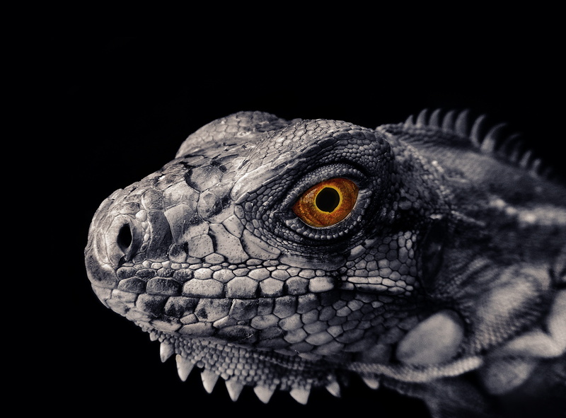 black background, iguana, vertebrate, animal wildlife, one animal, animal, animal body part, insectivoro, chameleon, animal themes, close-up, portrait