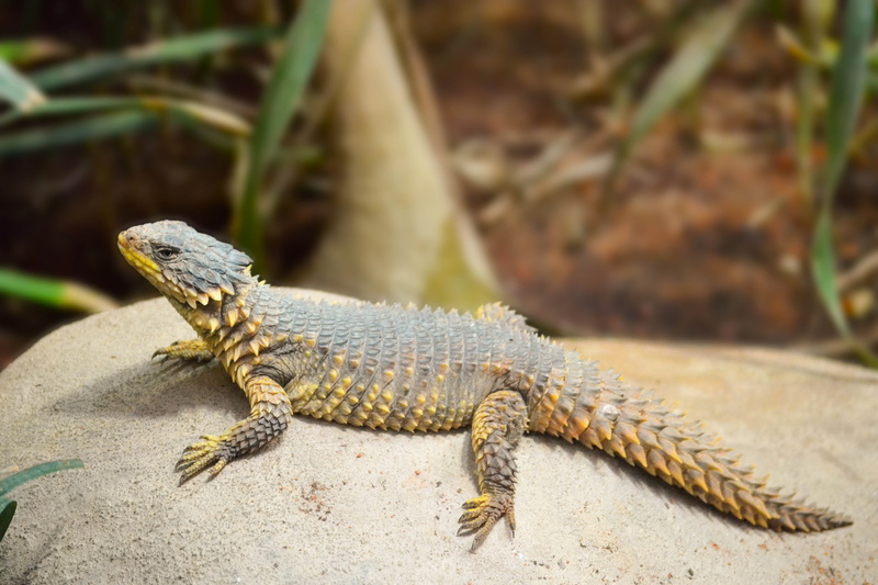 animal, rock - object, one animal, lizard, animal scale, looking, scaly, scale, reptilian, nature, no people, animal body part, reptile, close-up, africa