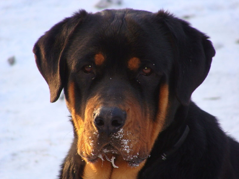 puppy, focus on foreground, dog, vertebrate, friendship, animal mouth, snow, canine, animal themes, mammal, animal head, cute, rottweiler, 720P, close-up