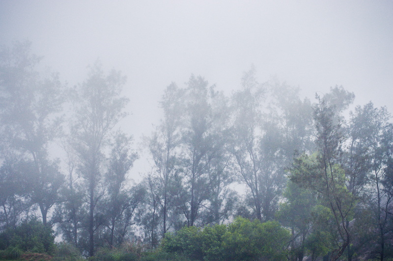 non-urban scene, fog, trivandrum, winter, rainy season, sky, rain, pine tree, land, rainforest, ponmudi hill station, 5K, india, beauty in nature, environment