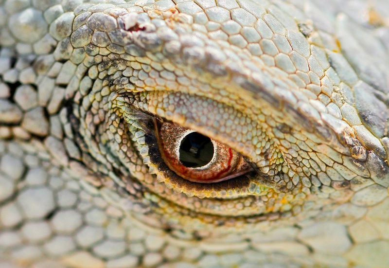 iguana, animal themes, extreme close-up, animal, animal eye, animal scale, lizard, macro, close-up, animals in the wild, scales, animal skin, vertebrate