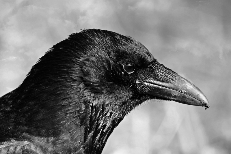 eagle, beak, looking, animal, outdoors, animal body part, animal themes, close-up, eye, side view, head, day, black crow, focus on foreground, 4K, plumage