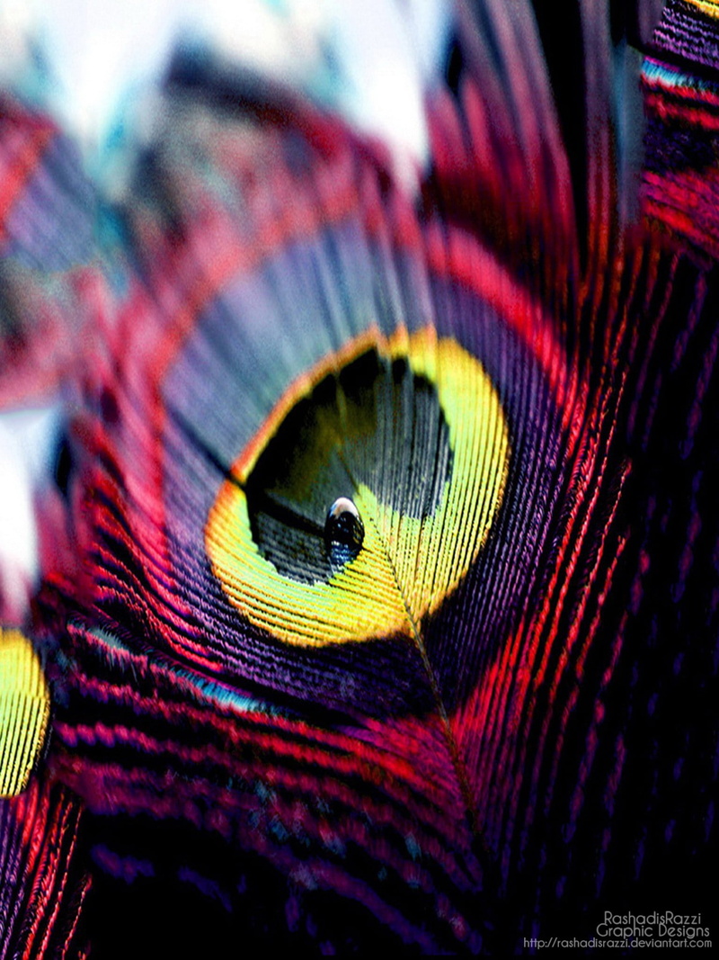 vertebrate, animal body part, textile, close-up, selective focus, bird, animal, animal head, peacock feather, animals in the wild, backgrounds, animal wing
