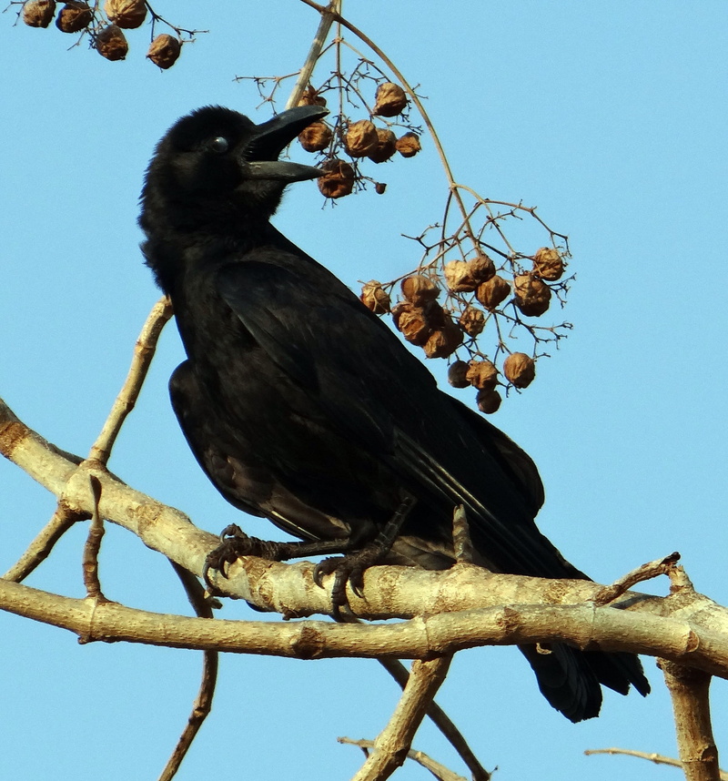 eyelid shut, outdoors, vertebrate, blackbird, animal wildlife, crow, india, nature, low angle view, animal themes, bird, no people, indian jungle crow