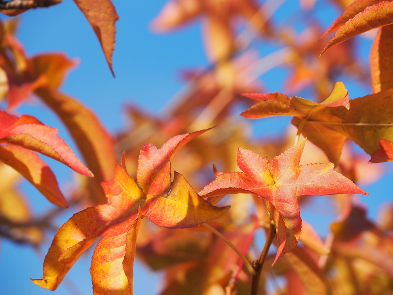 transience, leaf, day, outdoors, plant part, beautiful, orange color, maple leaf, maple tree, autumn collection, focus on foreground, discoloration, 4K