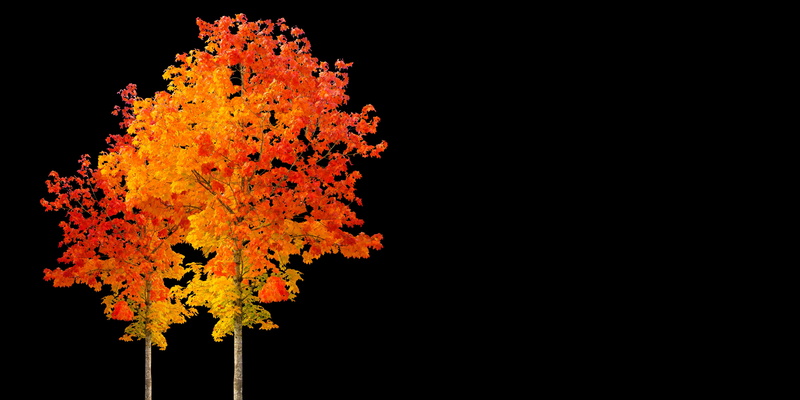 no people, outdoors, night, autumn greetings, close-up, change, nature, autumn beginning, greeting card, maple leaf, orange color, colored, studio shot