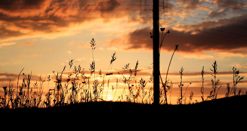 grass, cloud, sun, tranquil scene, dark, telephone pole, photo, gold, flower, beauty in nature, outdoors, orange, landscape, tranquility, post, yellow