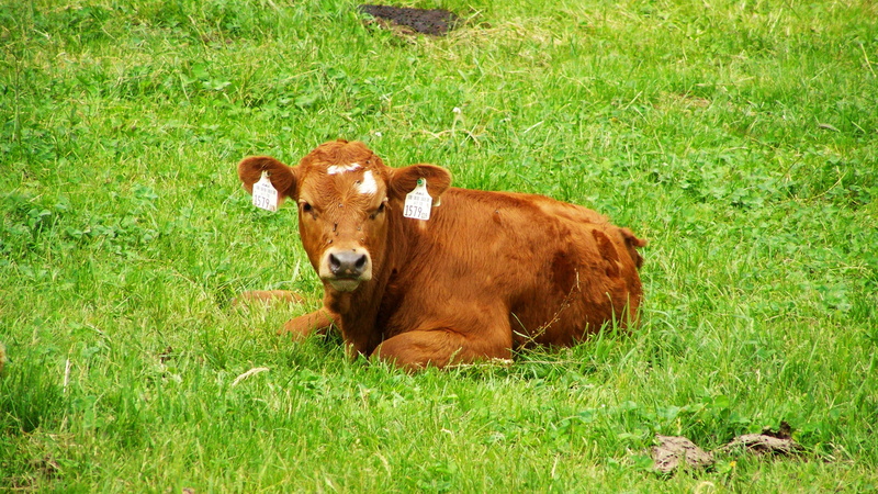 field, livestock, grass, Pet Sitting, Brown Cow, rural Scene, animal, herbivorous, cow, pets, green Color, vertebrate, 2K, plant, beef, grazing, outdoors