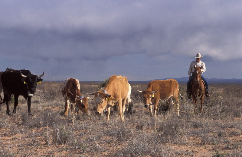 day, herd, field, ranch, wild west, cattle, grass, landscape, meat, grazing, outdoors, food, animal wildlife, environment, agriculture, semi-arid, beef