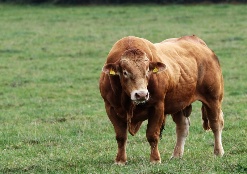 mammal, herbivorous, ranch, bull, brown, grass, plant, horns, country, outdoors, meadow, one animal, animal, beef, cattle, livestock, day, domestic cattle