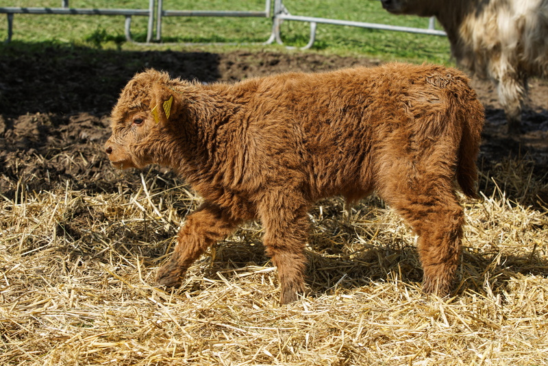 cattle, pasture, no people, cute, scotland, close, domestic, herbivorous, agriculture, young, plant, 5K, cows, brown, graze, highlands, calf, alm, vertebrate
