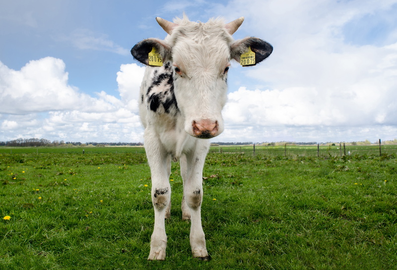 no people, 4K, cloud - sky, outdoors, cow, herbivorous, white, pets, baby, calf, green, brown, green Color, mammal, summer, pasture, beef, grass, livestock